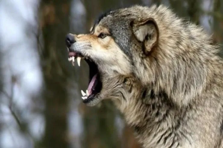 Canavar 5 yaşlı qızı parçaladı 