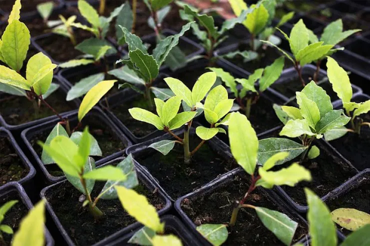 Evdar qadınlara şkaflara dəfnə yarpağı  qoymaq TÖVSİYƏSİ 