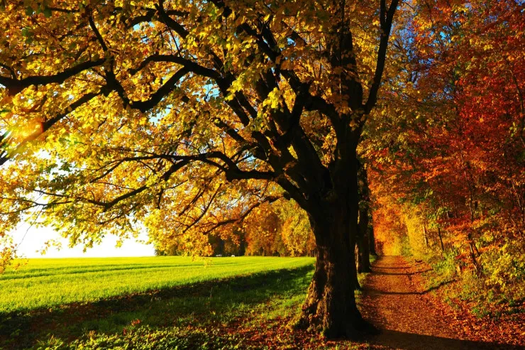 Bu axşam Azərbaycana payız gəlir:  Sabah hava necə olacaq? 