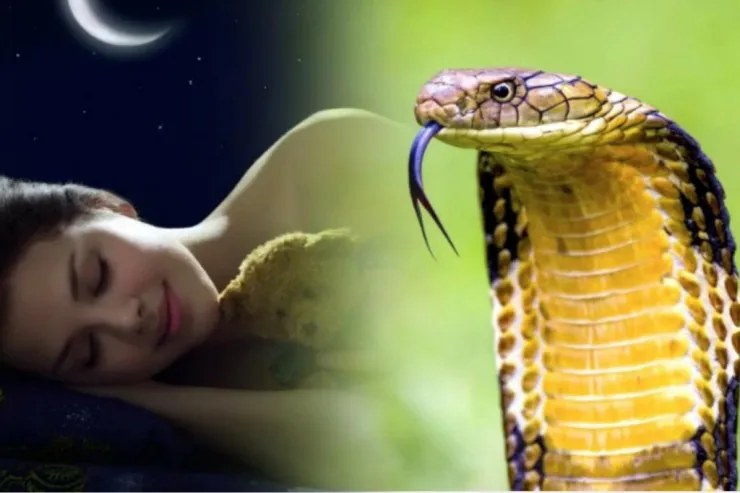 Əri arvadını ilanla öldürmək  istədi: səbəb TƏƏCCÜBLƏNDİRƏCƏK 