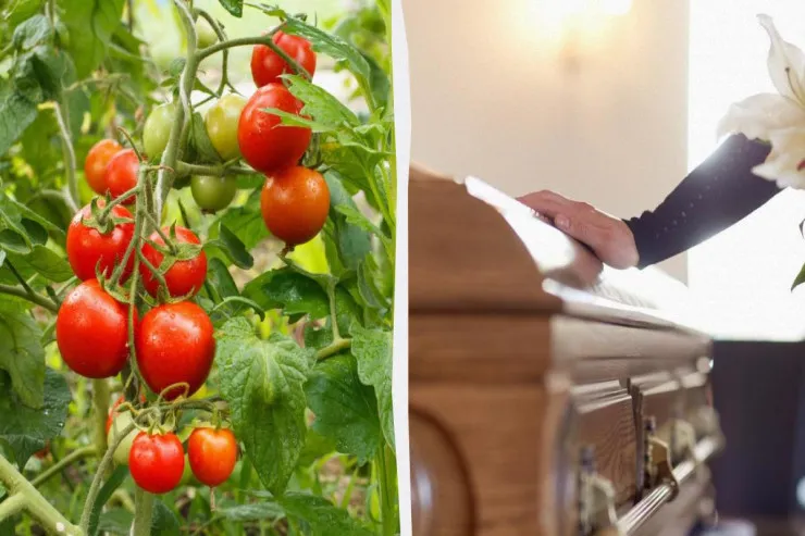 Qatil pomidorlar:  Niyə orta əsrlərdə insanlar pomidordan ölürdülər 