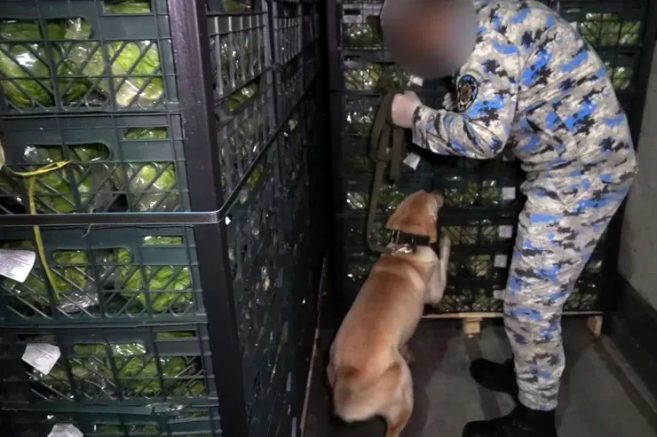 İrandan Rusiyaya kahı aparan TIR-da  görün nələr tapıldı? - VİDEO 