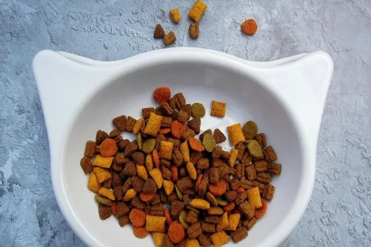 Tələbə təhsil haqqını  ödəmək üçün pişik yemi  yeyir, qanını satır