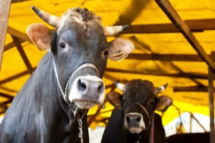 Bakıda 17 minlik mal-qara  oğurlandı