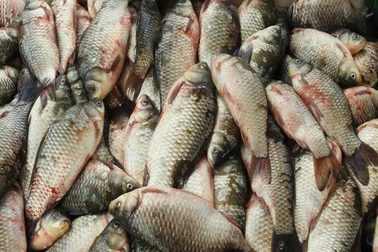 Balığı bıçaqsız, saniyələr içində təmizləmək ÜSULU 