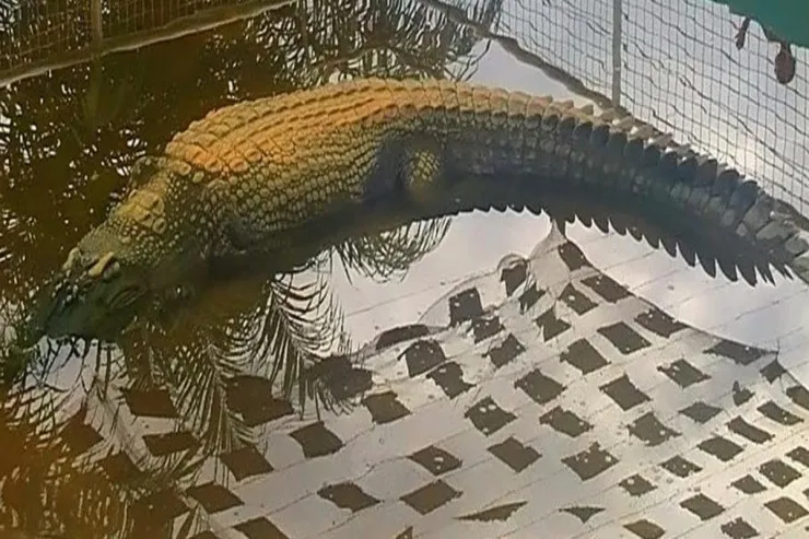 100-dən çox insan bataqlıqdan çıxardı:  ən uzun timsah haqqında nə məlumdur? 