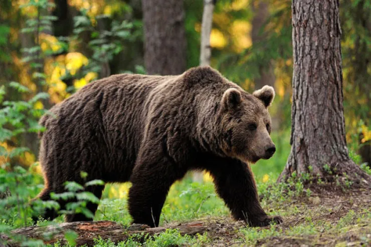 Ayı səhər tezdən qadını parçaladı 