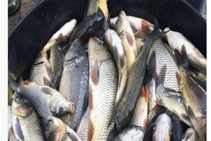 Hansı balıqda sümük  daha azdır? -  Tanınmış növlər 