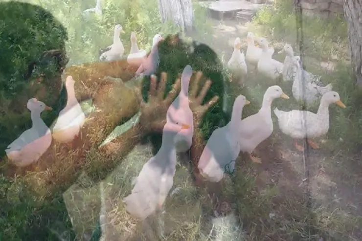 Ördəkləri ölən  kişi arvadını vəhşicəsinə DÖYDÜ  - AZƏRBAYCANDA