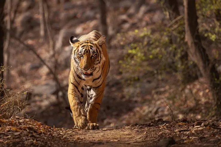 Pələng yaşlı kişini parçaladı 