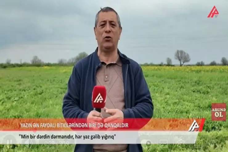 Qanqalın faydaları  – Hacıqabulda hamı bundan danışır -VİDEO 