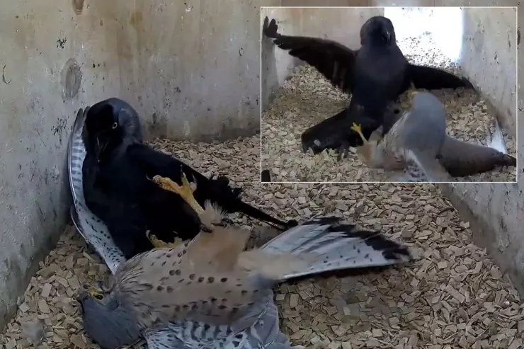 Sənədli filmləri xatırladan səhnə - qarğaların  intiqamı -  VİDEO 