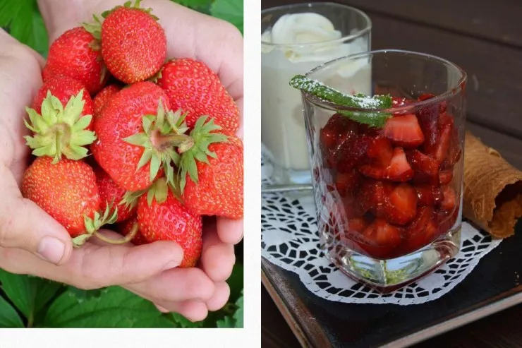 Hər gün çiyələk yesəniz  orqanizminizdə nə baş verəcək? - CAVAB 