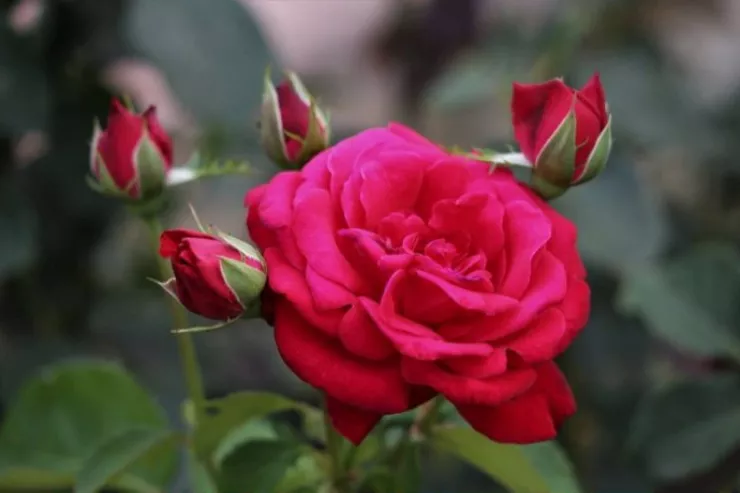 960 dollar dəyərindəki məhsul qızıl gül olub 