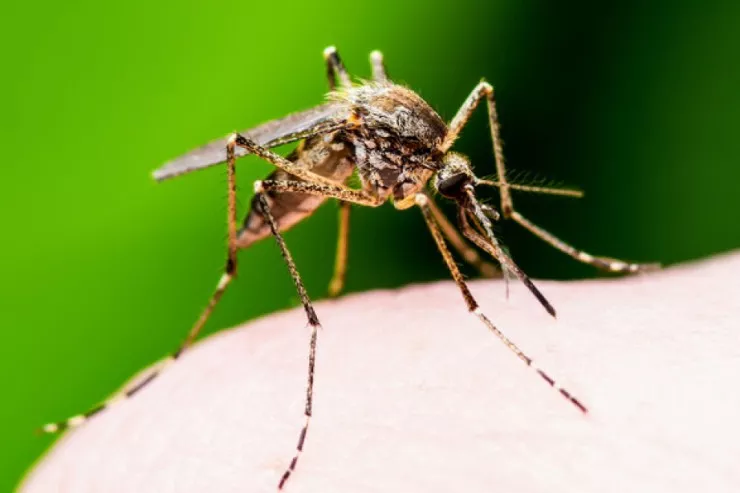 Bəşəriyyət təhlükədədir  - İslandiyada ağcaqanad aşkar edildi