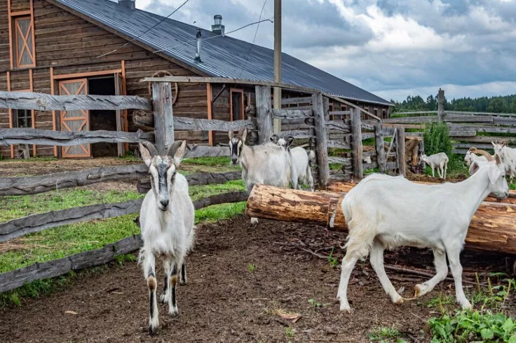 Arvadının atıb getdiyi  kişi heyfini keçilərdən çıxdı 