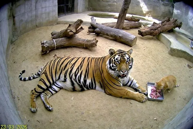 Dünyanın ən qorxmaz pişiyi:  görənləri şoka salır