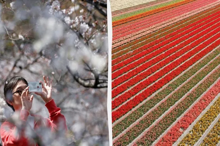 Çiçək turizmi əsas trendlərdən  birinə çevrildi: Səyahət üçün dünyanın 5 ən yaxşı yeri 