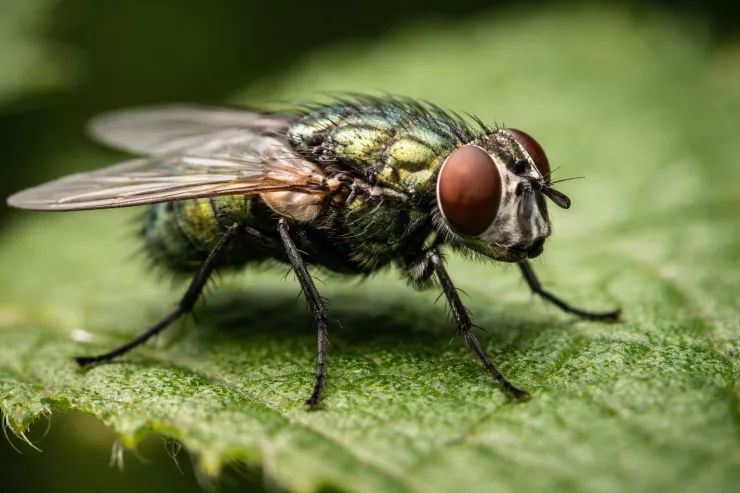 Əgər bütün milçəklər yoxa çıxsa  nə baş verər?