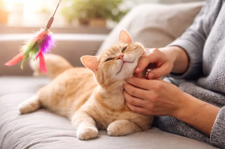 Pişiklə necə davranmaq  lazımdır ki, o daha da mehriban olsun? 
