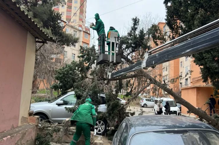 Bakıda güclü külək 40-a yaxın ağacı aşırdı -FOTOLENT  - YENİLƏNİB 