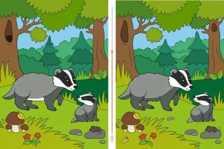 60 saniyədə iki porsuq arasında  12 fərq tapın – Maraqlı TEST 