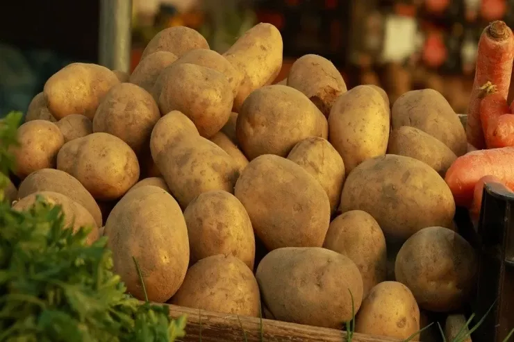 Rekord miqdarda kartof  yığıldı - Pulsuz payladılar  