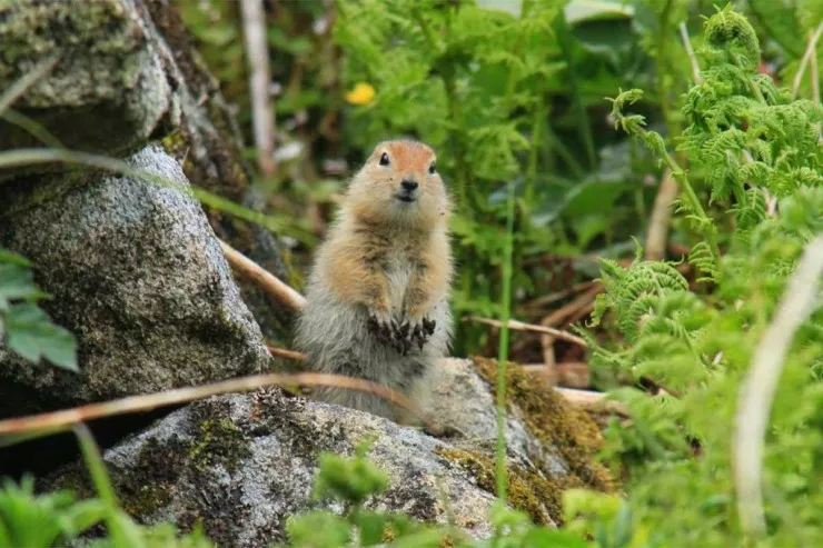 Aylarla beynini “söndürən” və ölməyən canlı