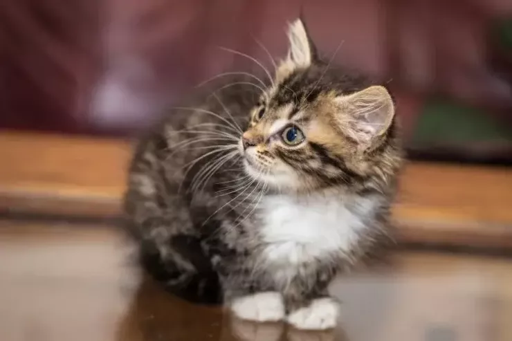 Niyə pişiklər suyu “sevmir”?  - Səbəb tük deyil, təkamül irsidir