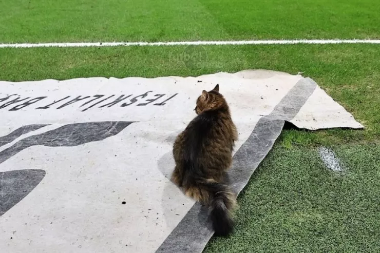 Türkiyədə hətta pişiklər  belə futbola  baxırlar