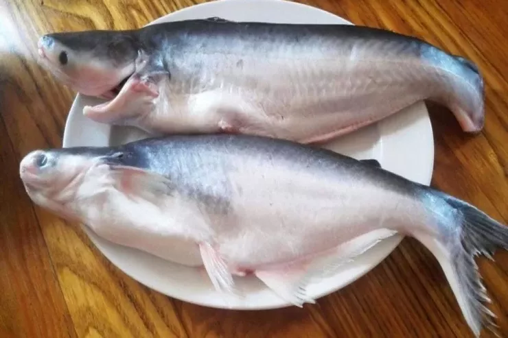 Dünyanın ən pis balığı 