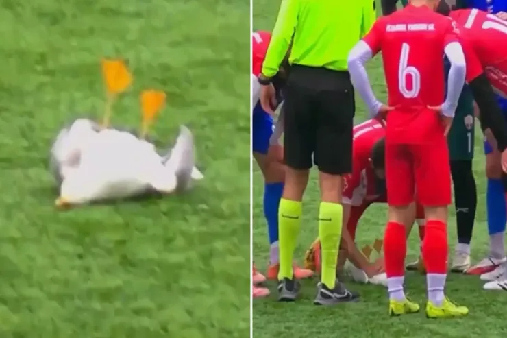 Türkiyədə qapıçı topla qağayıya  zərbə endirdi - Quşun taleyi necə oldu? 