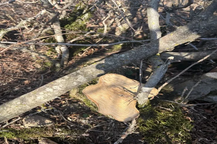 Oğuz meşəsində 40 ağacı kəsən  tutuldu