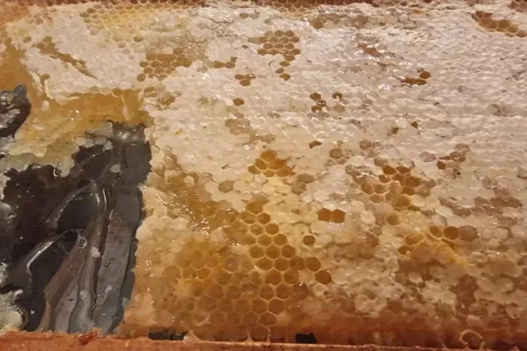 Hansı bal arıqlamağa  kömək edir?