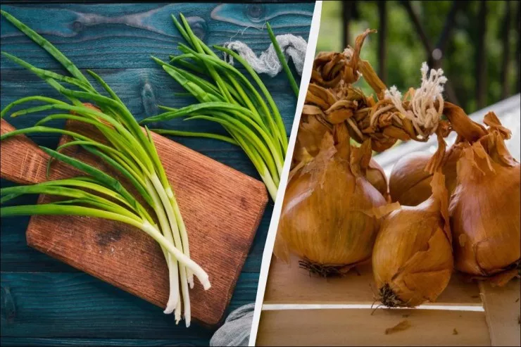 Cücərmiş soğanı yemək olarmı?  Onlardan nə vaxt çəkinməyin ən yaxşı yolu 