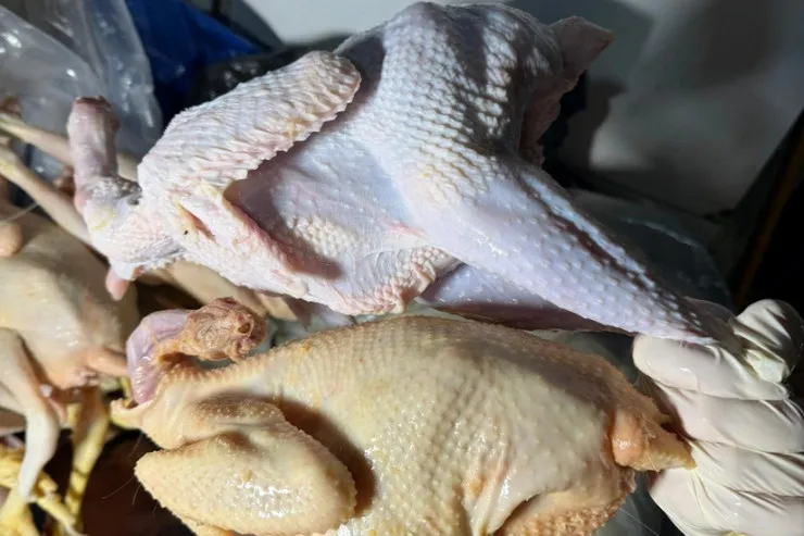 Xırdalanda süni formada rənglənən toyuqlar  aşkarlandı