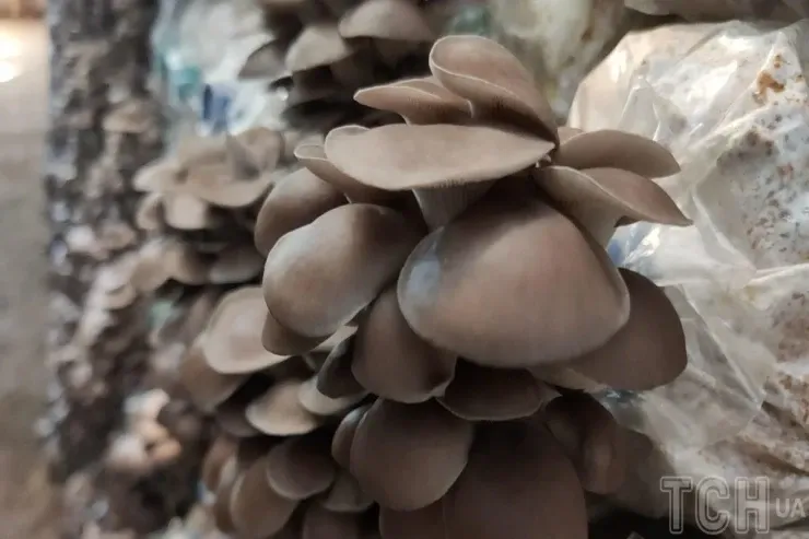 Göbələk qocalmanı  ləngidə bilər