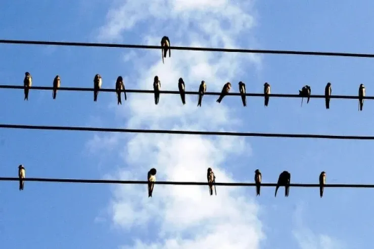 Naqillər üzərinə qonan quşları niyə "tok" vurmur?  - Fenomenin fizikası 