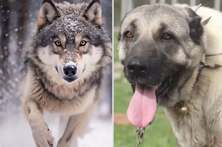 İki əzəli düşmənin qadağan olunmuş sevgisi:  Qurd və kanqal iti cütləşdi  və...