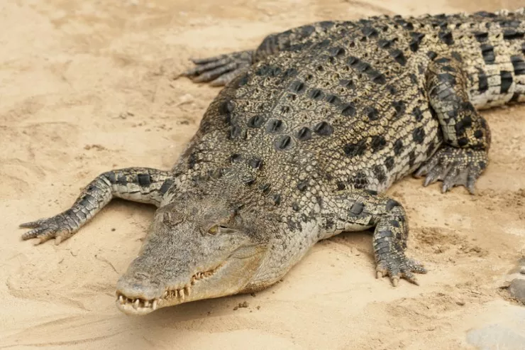 Timsah 4-cü sinif şagirdini parçaladı 