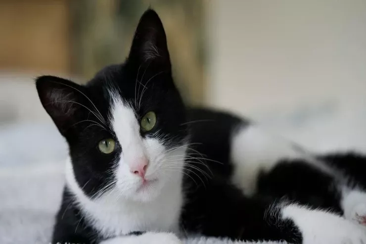 Pişiklər üçün “komendant saatı”  rejimi