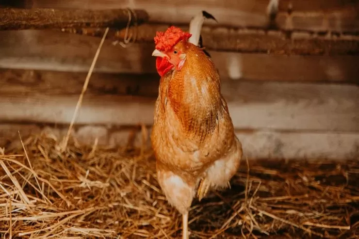 Bunu hinə qoyun:  toyuqlar üşüməyəcək və yumurtlayacaq 