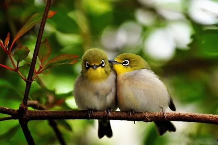 Niyə quşlar səhər tezdən  bu qədər ucadan  oxuyurlar?