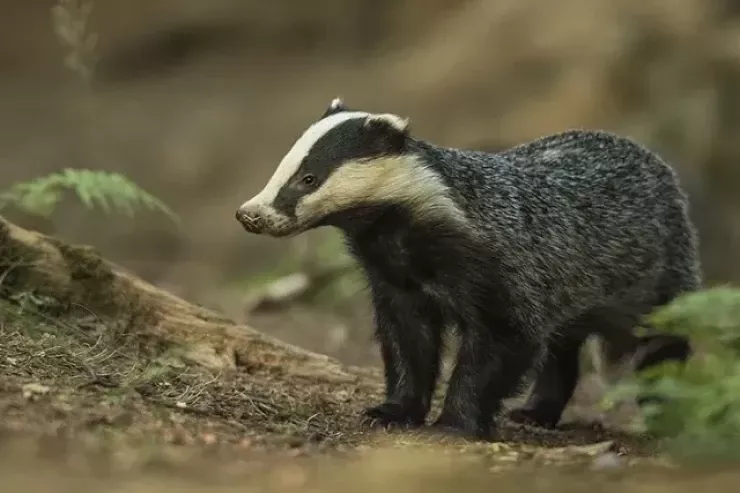 Porsuğu   öldürüb ətini yeyən qazi  CƏRİMƏLƏNDİ