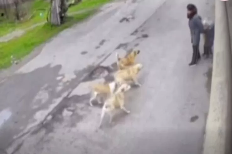 Bakıda itlər ana və uşaqlarına hücum etdi - VİDEO 