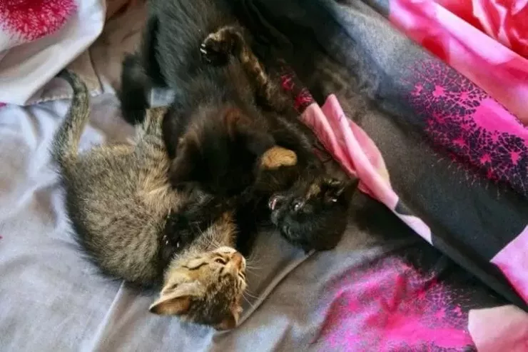 Pişik üçün bit əleyhinə şampundan necə düzgün istifadə etməli? 