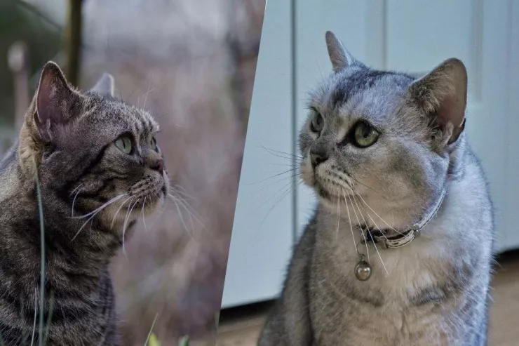 Dünyada ən nadir pişik cinsi 