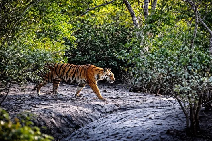 Pələnglər bir günə  iki nəfəri  parçaladı
