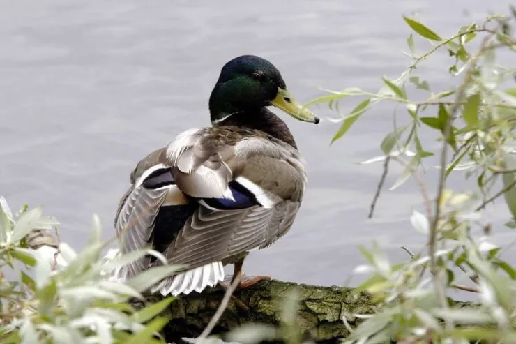 Bişirmək istədiyi ördəyin mədəsindən qızıl tapdı 