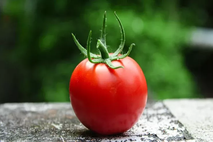 Alimlər popkorn qoxulu pomidor yaratdı 